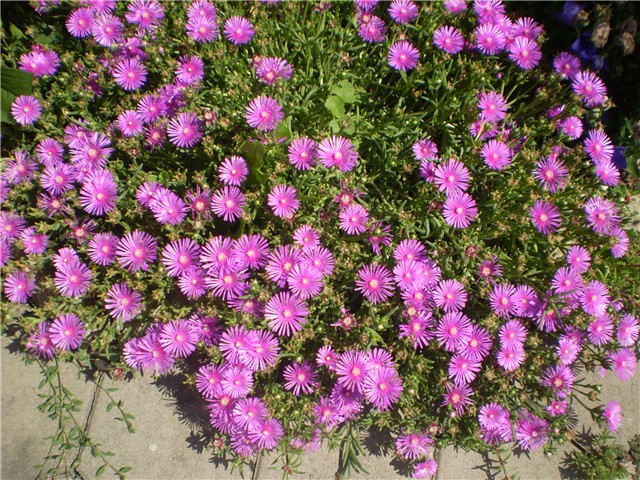 delosperma